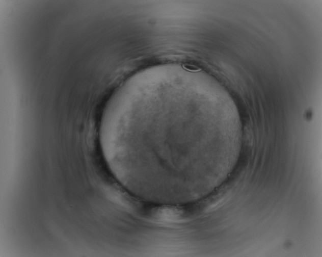 X0000100400223200807032021