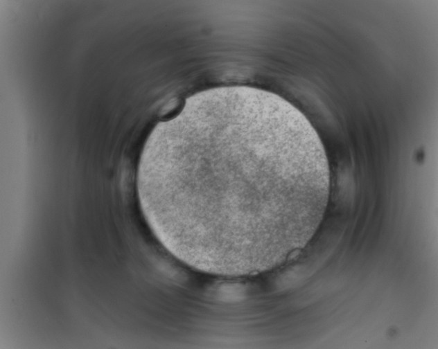 X0000100400228200807032021