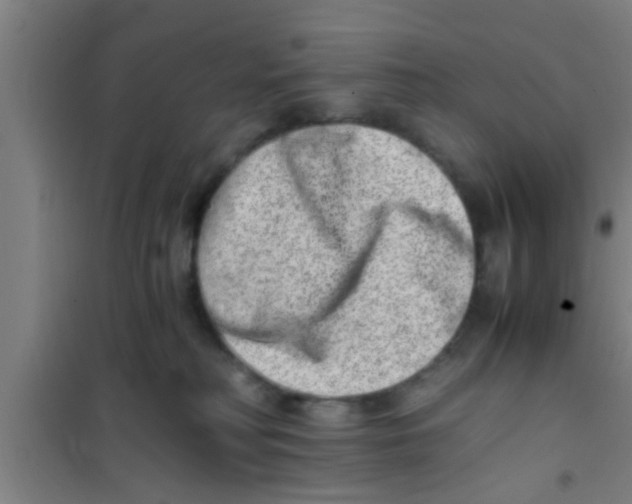 X0000100400230200807032021
