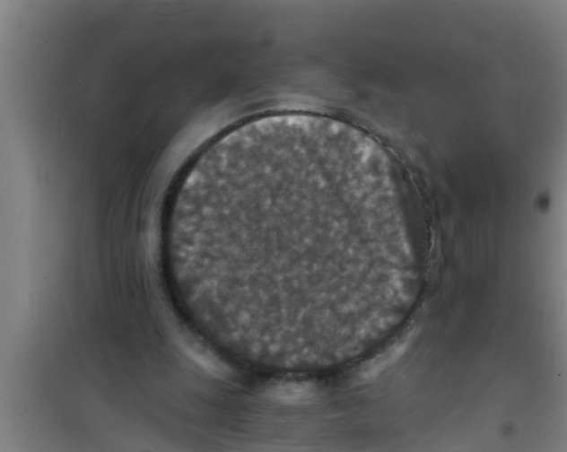 X0000100400247200807032021