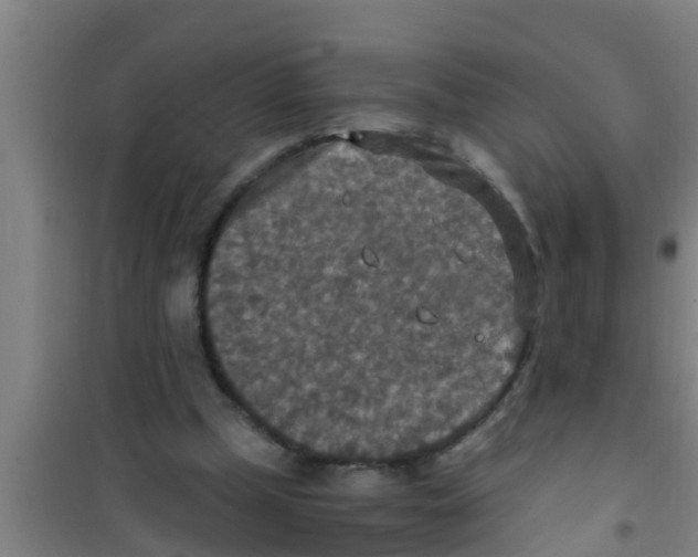 X0000100400249200807032021