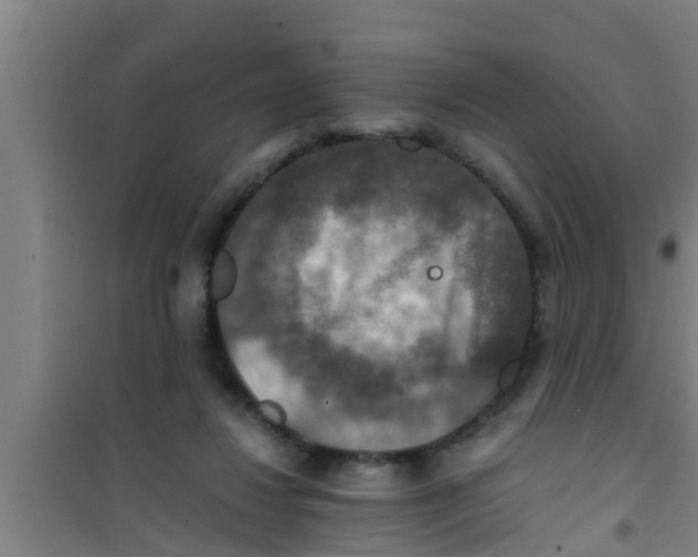 X0000100400260200807032021