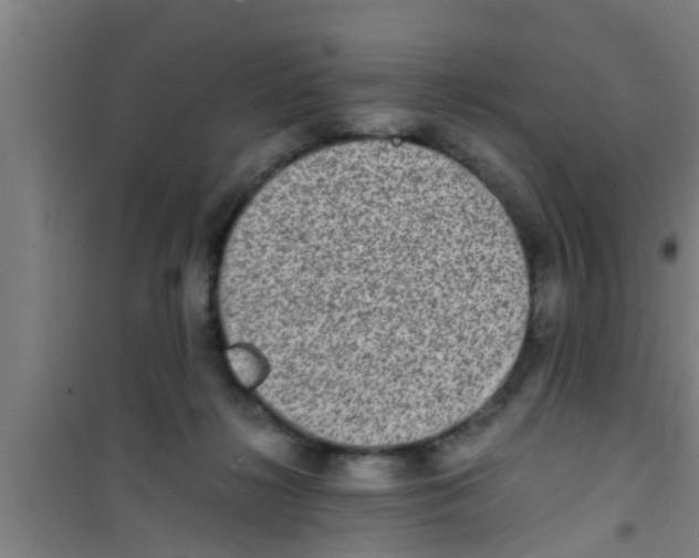 X0000100400268200807032021