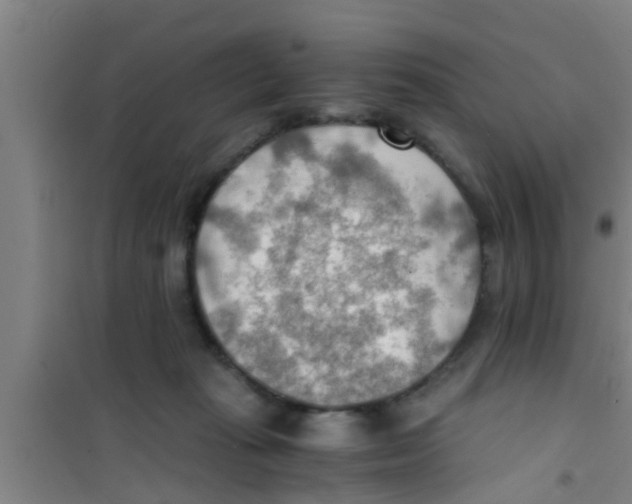 X0000100400269200807032021