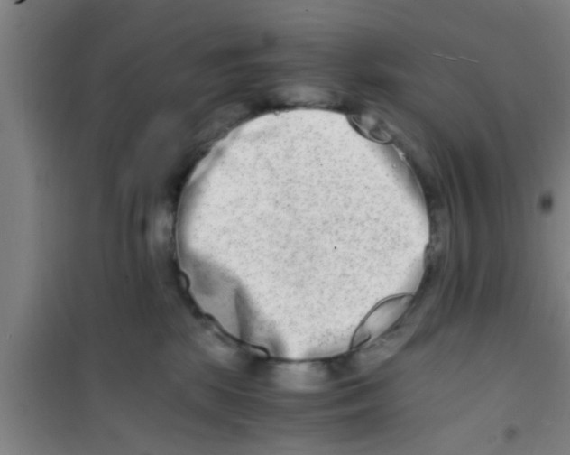 X0000100400281200807032021