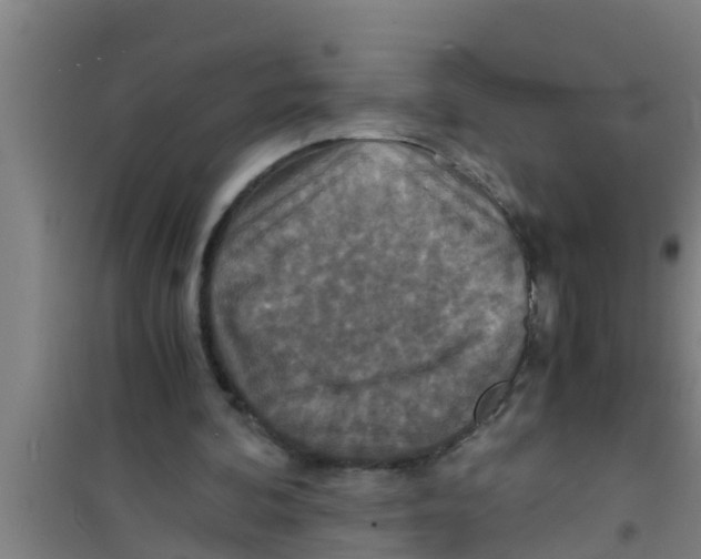 X0000100400292200807032020