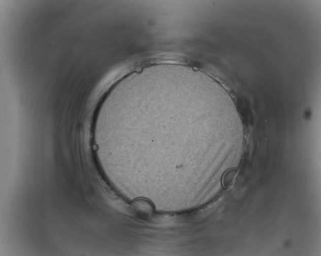 X0000100400293200807032020