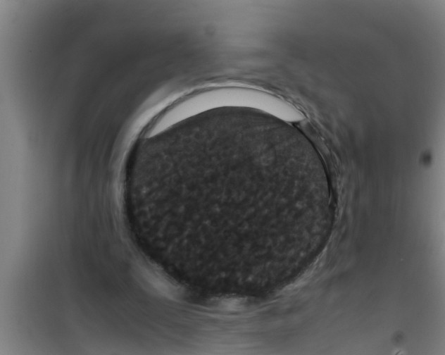 X0000100400295200807032020