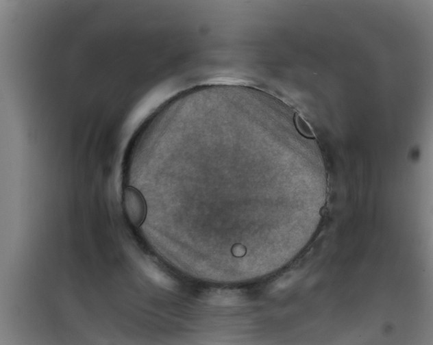 X0000100400296200807032020