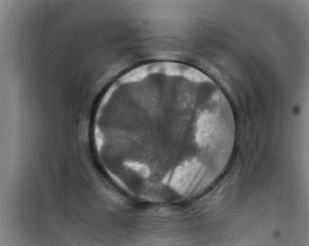 X0000100400299200807032020