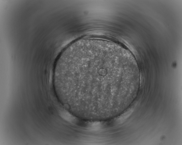 X0000100400301200807032020