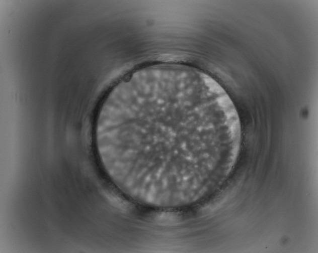 X0000100400303200807032020