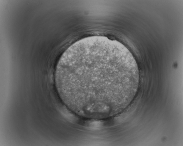 X0000100400313200807032020