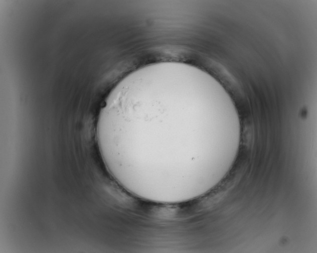 X0000100400318200807032020