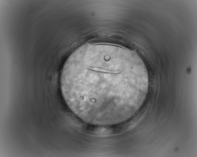 X0000100400319200807032020