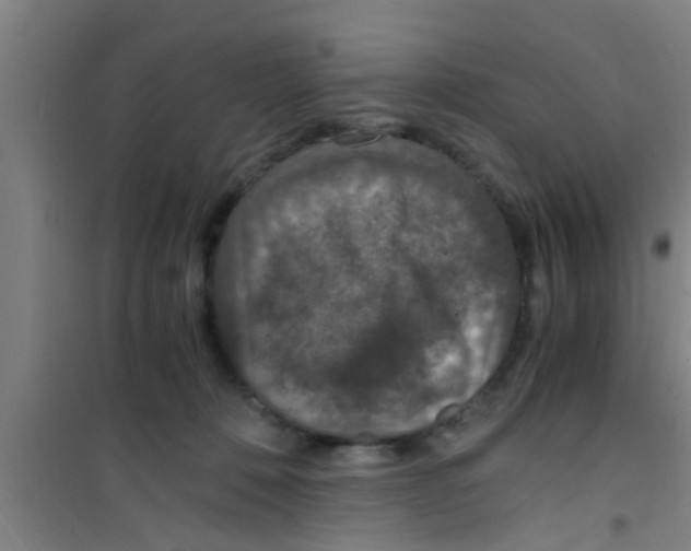 X0000100400320200807032020