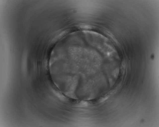 X0000100400330200807032020