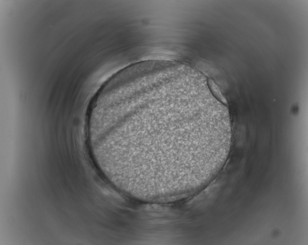 X0000100400338200807032019