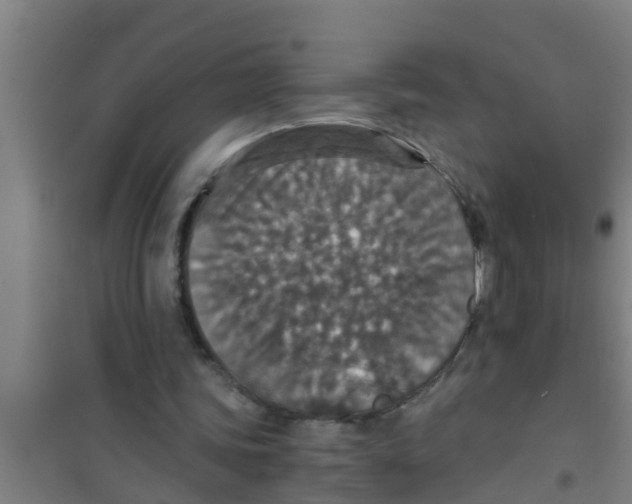 X0000100400339200807032019