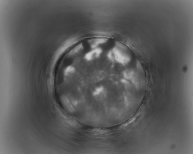 X0000100400343200807032019