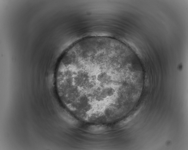 X0000100400351200807032019
