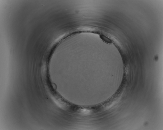 X0000100400352200807032019