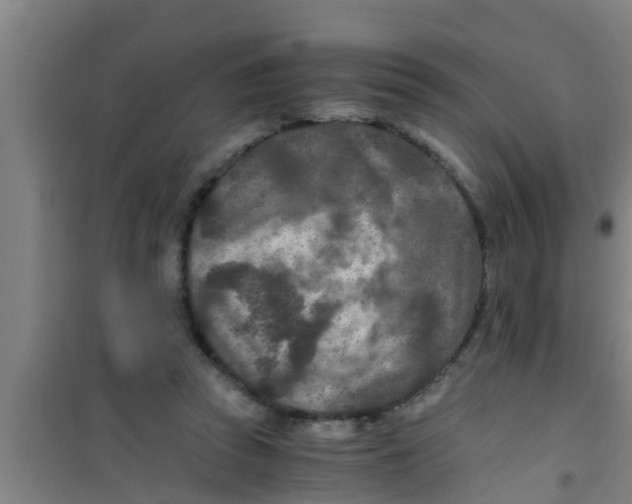 X0000100400353200807032019