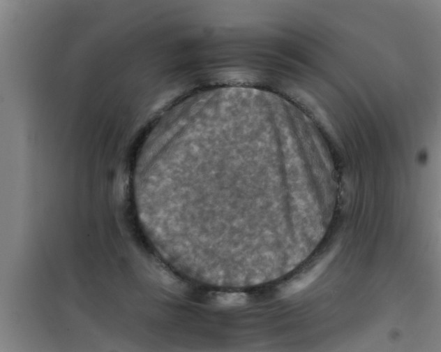 X0000100400355200807032019