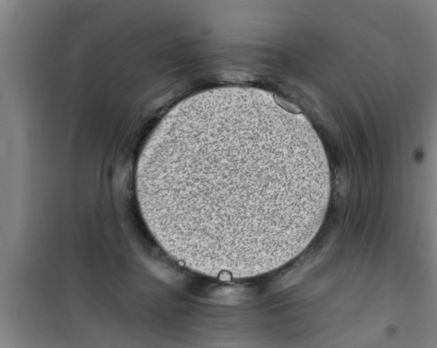 X0000100400364200807032019