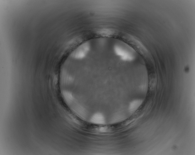 X0000100400365200807032019
