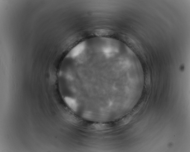 X0000100400367200807032019