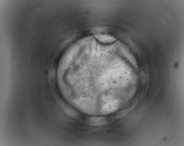 X0000100400375200807032019