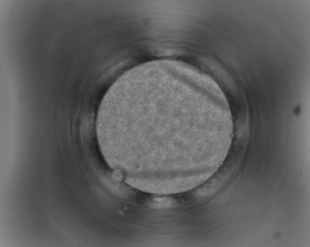 X0000100400376200807032019