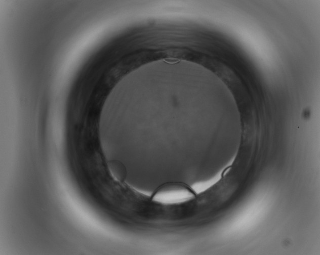 X0000100400383200807032020
