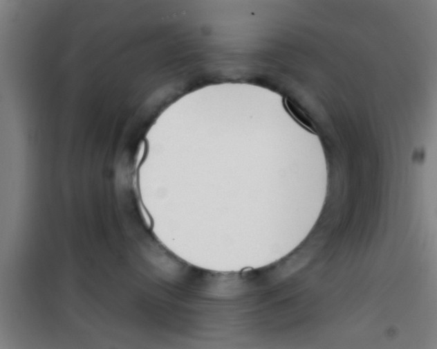 X0000100400384200807032020