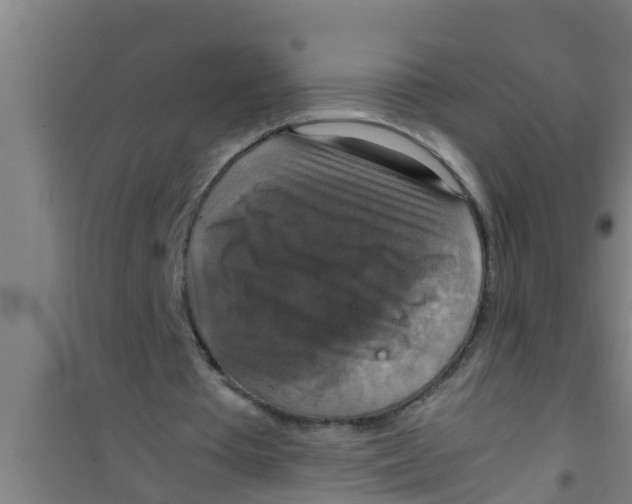 X0000100400385200807032019