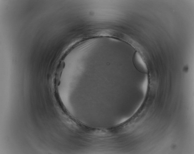 X0000100400386200807032019