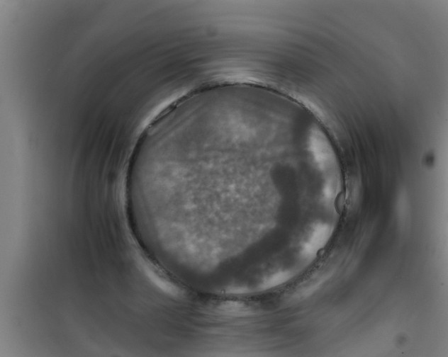 X0000100400390200807032019