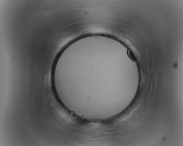 X0000100400391200807032019
