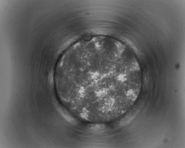 X0000100400398200807032019