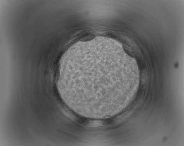 X0000100400409200807032018