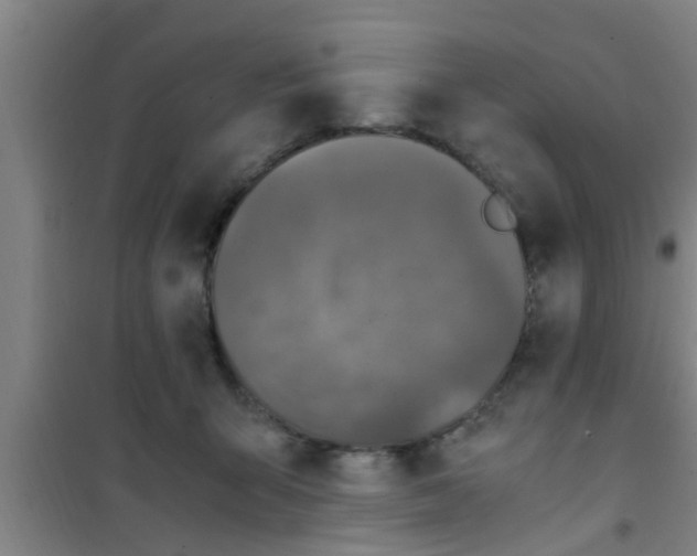 X0000100400415200807032018