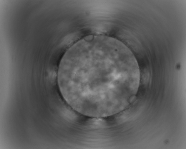 X0000100400427200807032018