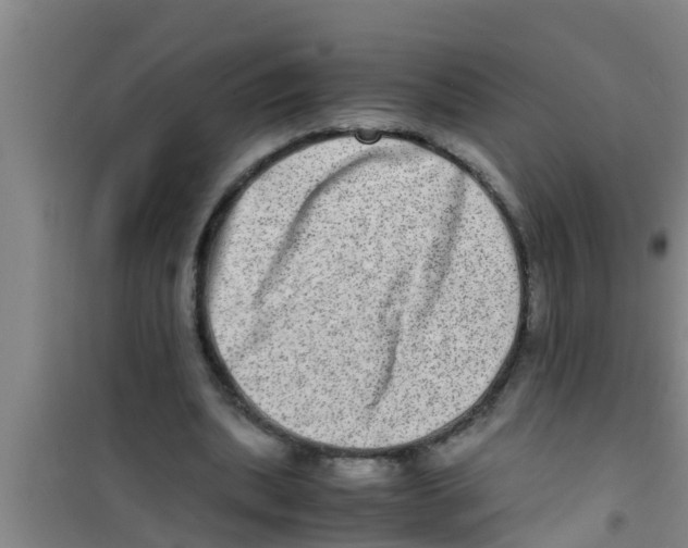 X0000100400439200807032017