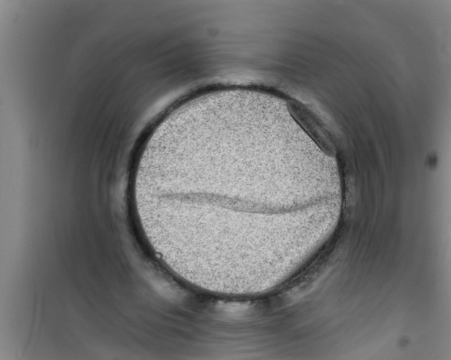 X0000100400440200807032017
