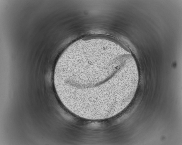 X0000100400441200807032017