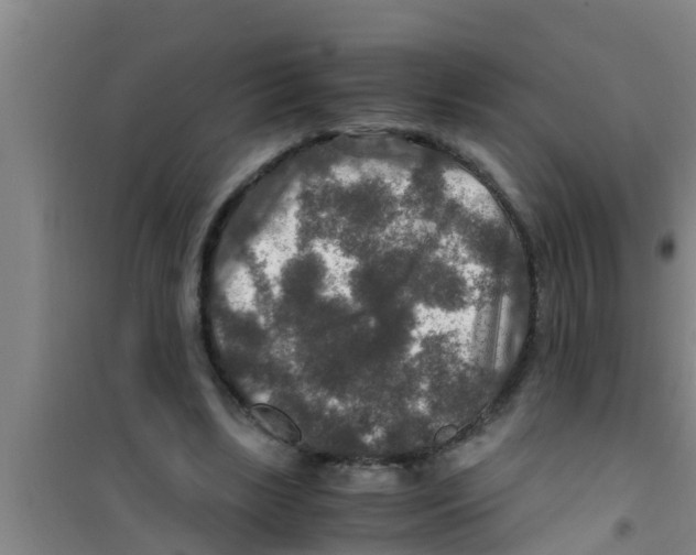 X0000100400443200807032017