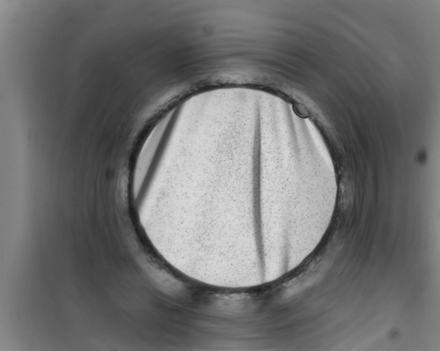 X0000100400446200807032017