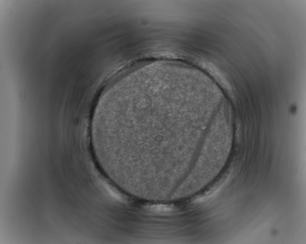 X0000100400449200807032017