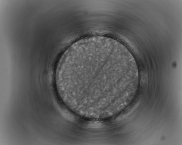 X0000100400451200807032017